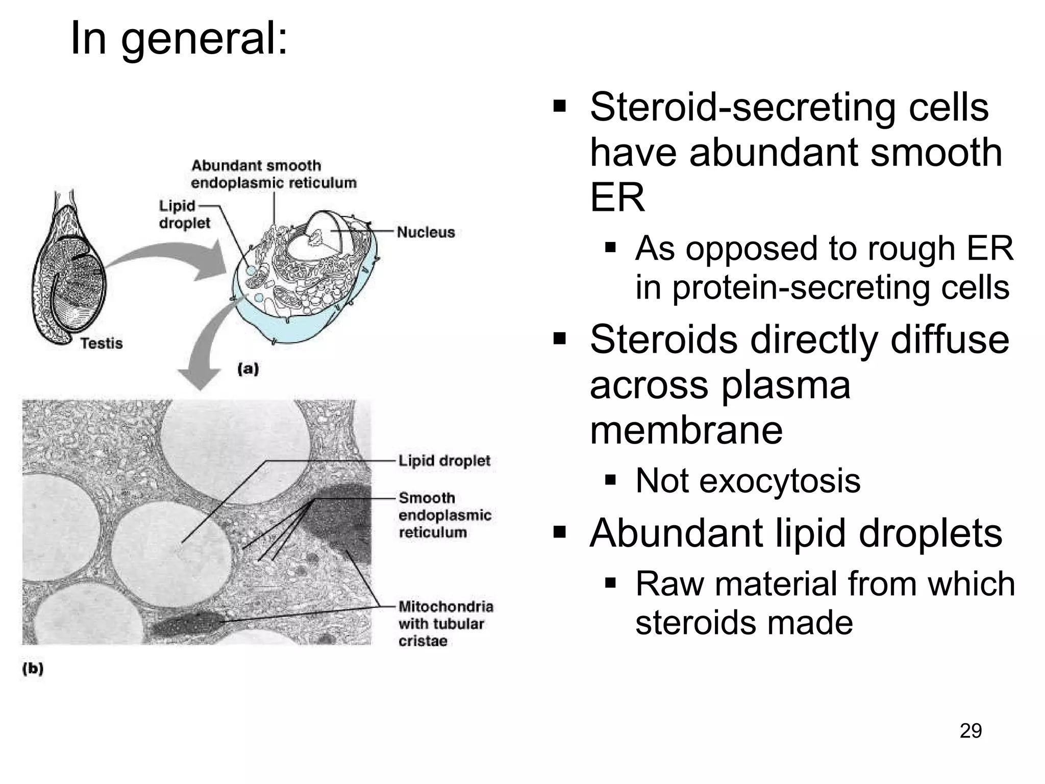 29
 Steroid-secreting cells
have abundant smooth
ER
 As opposed to rough ER
in protein-secreting cells
 Steroids directly diffuse
across plasma
membrane
 Not exocytosis
 Abundant lipid droplets
 Raw material from which
steroids made
In general:
 