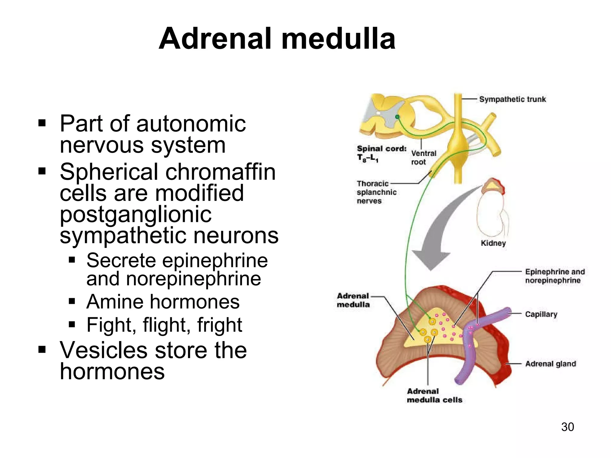 30
Adrenal medulla
 Part of autonomic
nervous system
 Spherical chromaffin
cells are modified
postganglionic
sympathetic neurons
 Secrete epinephrine
and norepinephrine
 Amine hormones
 Fight, flight, fright
 Vesicles store the
hormones
 