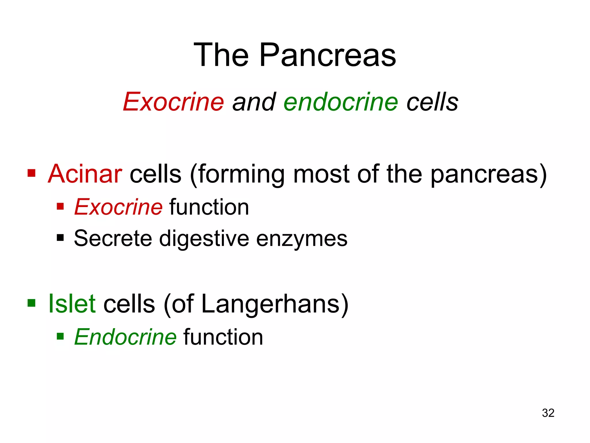 32
The Pancreas
Exocrine and endocrine cells
 Acinar cells (forming most of the pancreas)
 Exocrine function
 Secrete digestive enzymes
 Islet cells (of Langerhans)
 Endocrine function
 