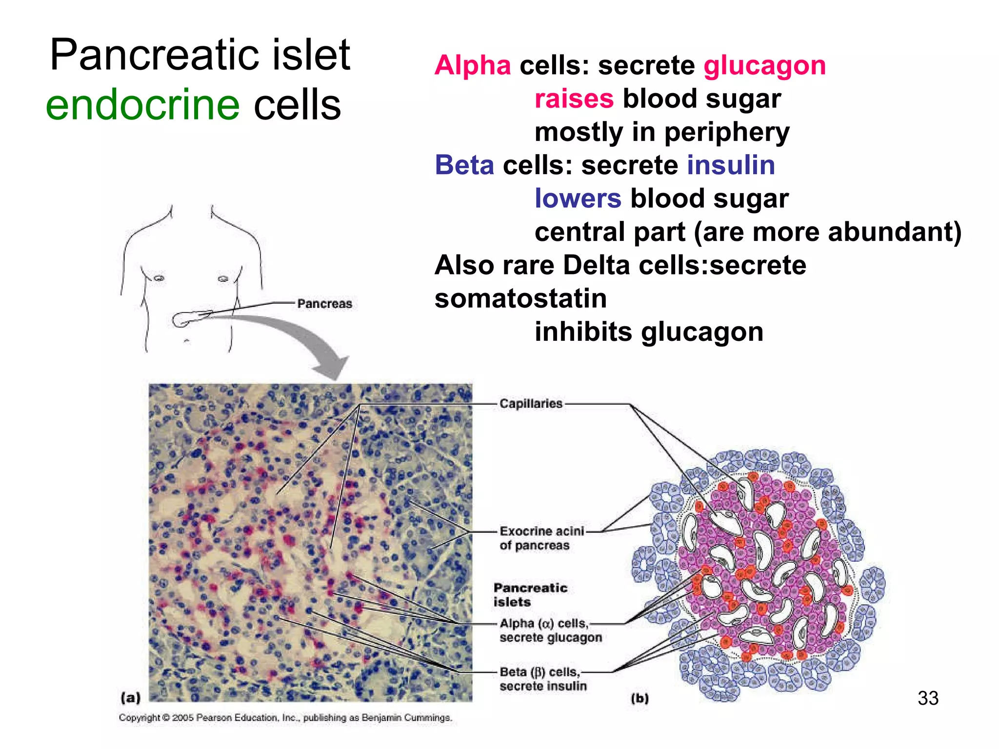 33
Pancreatic islet
endocrine cells
Alpha cells: secrete glucagon
raises blood sugar
mostly in periphery
Beta cells: secrete insulin
lowers blood sugar
central part (are more abundant)
Also rare Delta cells:secrete
somatostatin
inhibits glucagon
 