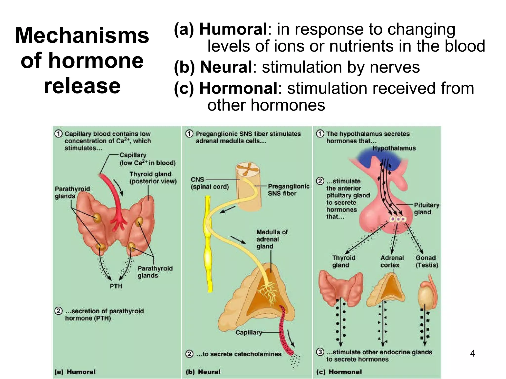 4
Mechanisms
of hormone
release
(a) Humoral: in response to changing
levels of ions or nutrients in the blood
(b) Neural: stimulation by nerves
(c) Hormonal: stimulation received from
other hormones
 