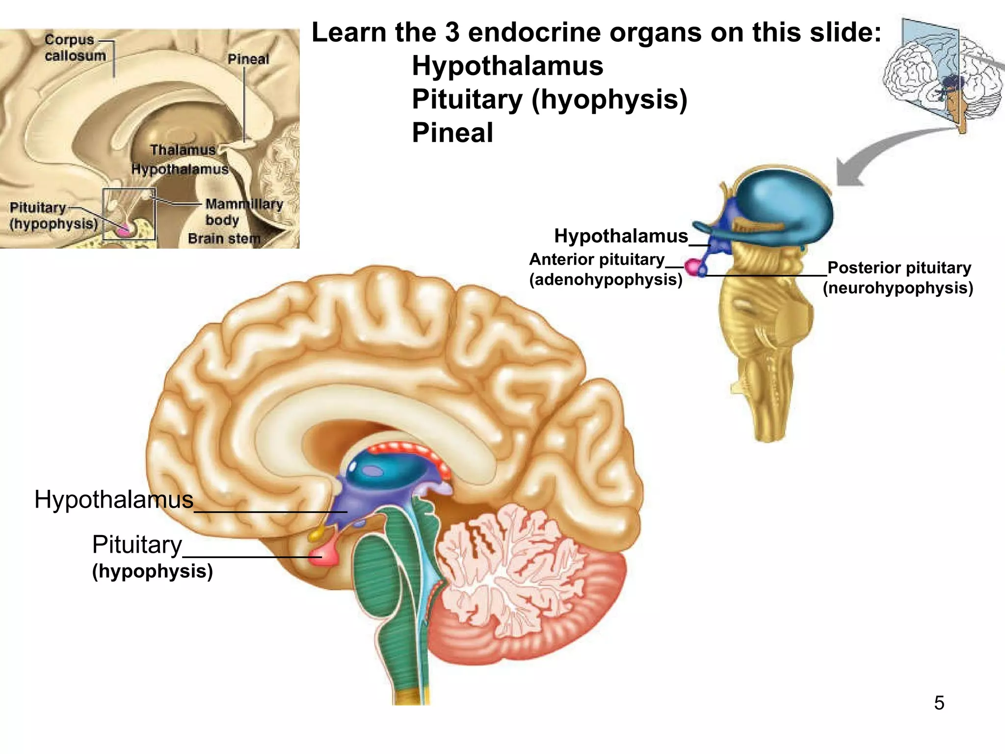 5
Pituitary__________
(hypophysis)
Hypothalamus___________
Hypothalamus__
Anterior pituitary__
(adenohypophysis)
_____________Posterior pituitary
(neurohypophysis)
Learn the 3 endocrine organs on this slide:
Hypothalamus
Pituitary (hyophysis)
Pineal
 