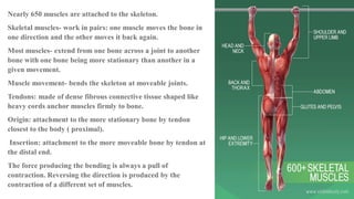 Comprehensive Overview of the Human Muscular System and Its Functions | PDF