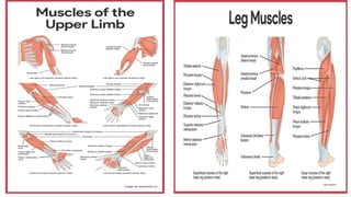 Comprehensive Overview of the Human Muscular System and Its Functions | PDF