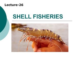 SHELL FISHERIES
Lecture-26
 