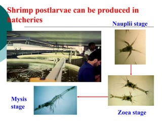 Postlarvae Fish (Marine Shrimp Culture).ppt
