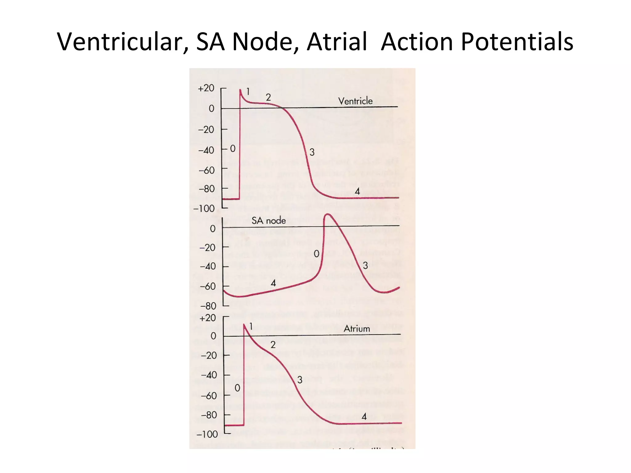 Ventricular, SA Node, Atrial Action Potentials