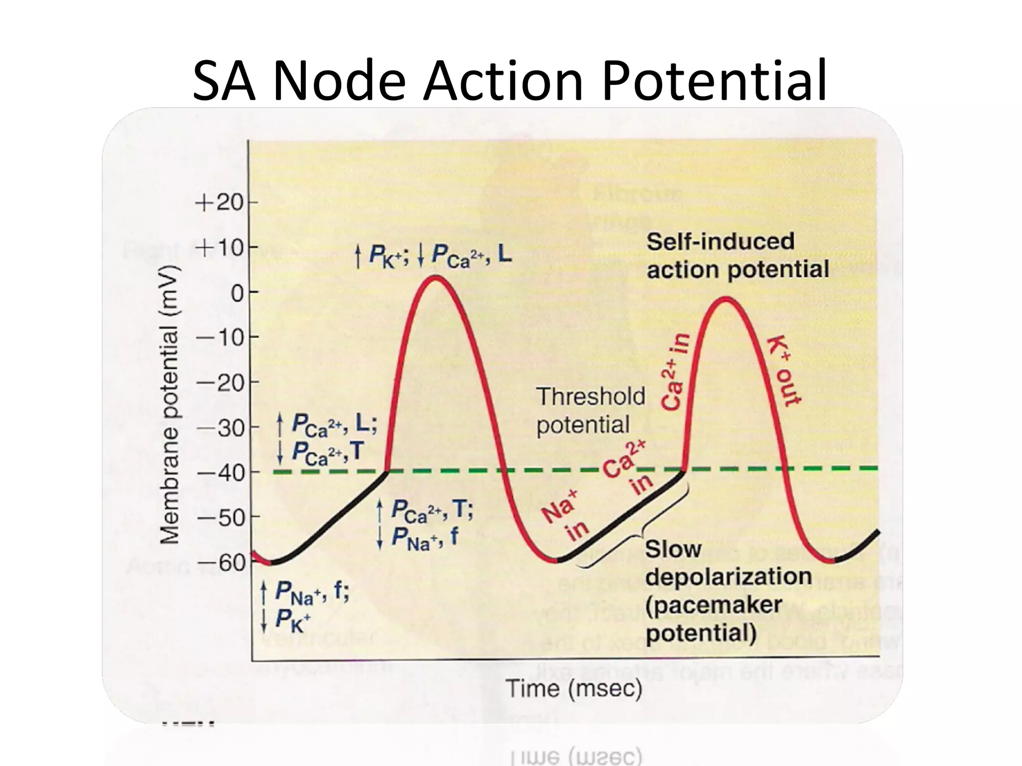 SA Node Action Potential