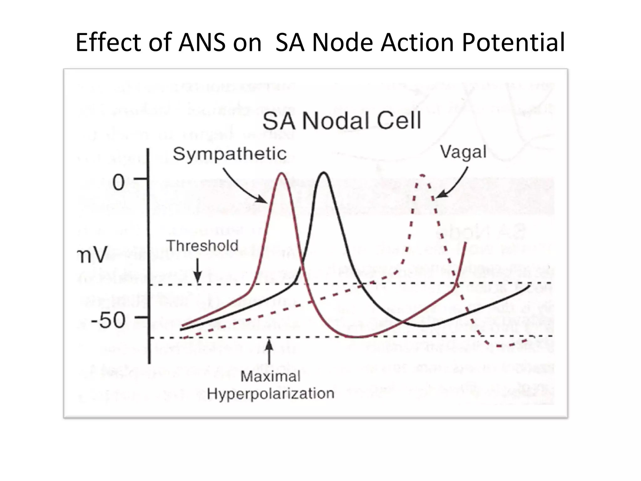 Effect of ANS on SA Node Action Potential