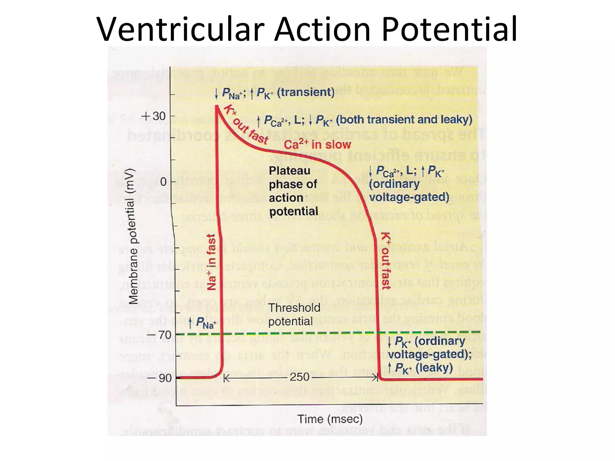 Ventricular Action Potential