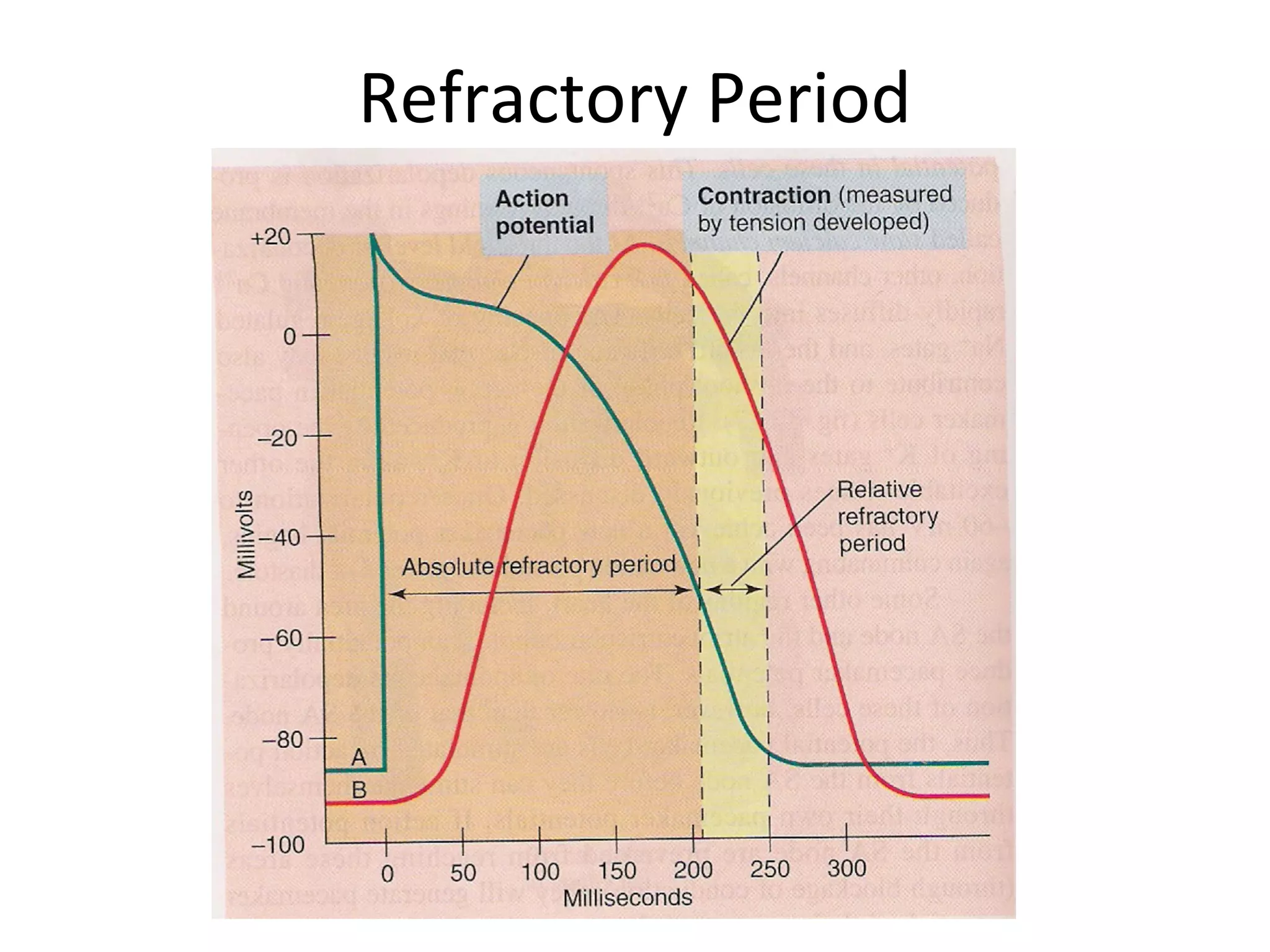 Refractory Period