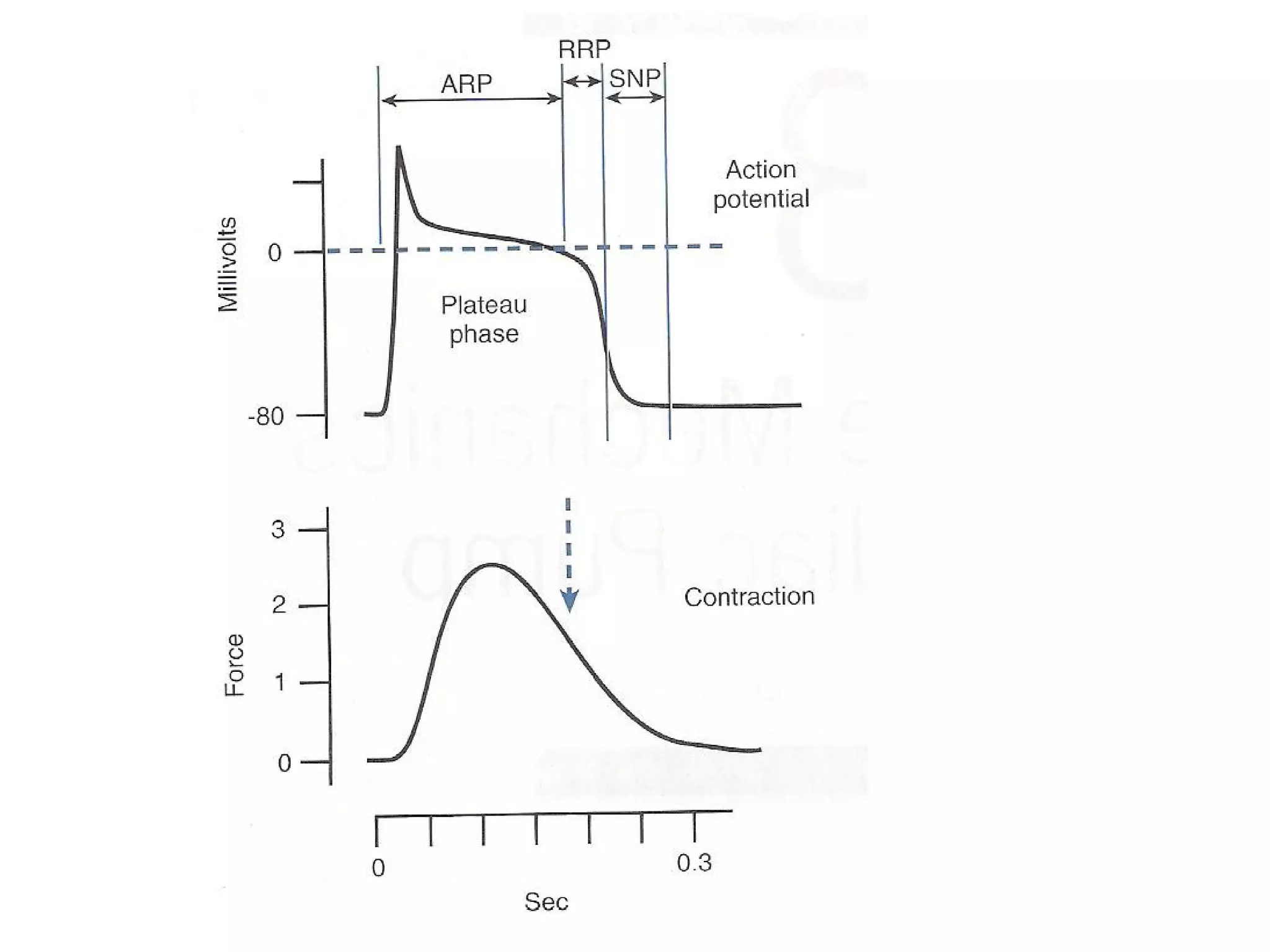 Cardiac Action Potential