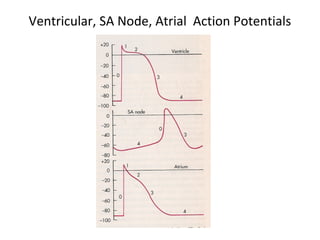 Ventricular, SA Node, Atrial Action Potentials
 