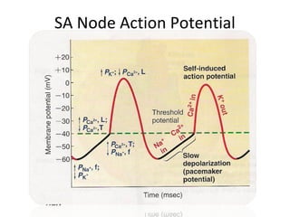 SA Node Action Potential
 