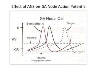 Effect of ANS on SA Node Action Potential
 