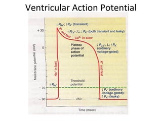 Ventricular Action Potential
 