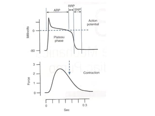 Cardiac Action Potential