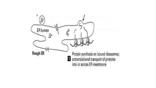 Comprehensive Overview of Protein Targeting Mechanisms in Cells | PPTX