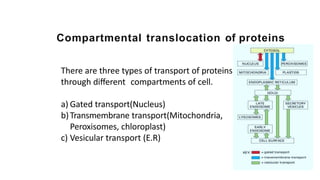 Comprehensive Overview of Protein Targeting Mechanisms in Cells | PPTX
