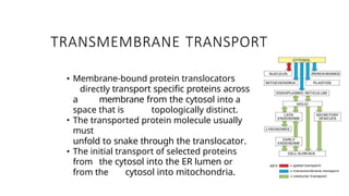 Comprehensive Overview of Protein Targeting Mechanisms in Cells | PPTX