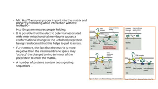 Comprehensive Overview of Protein Targeting Mechanisms in Cells | PPTX