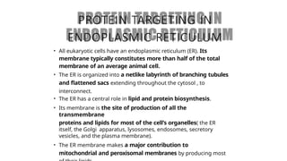 Comprehensive Overview of Protein Targeting Mechanisms in Cells | PPTX