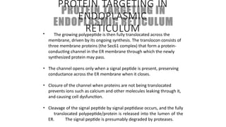 Comprehensive Overview of Protein Targeting Mechanisms in Cells | PPTX