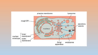 Comprehensive Overview of Protein Targeting Mechanisms in Cells | PPTX