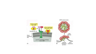 Comprehensive Overview of Protein Targeting Mechanisms in Cells | PPTX