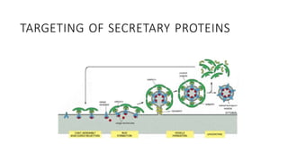 Comprehensive Overview of Protein Targeting Mechanisms in Cells | PPTX