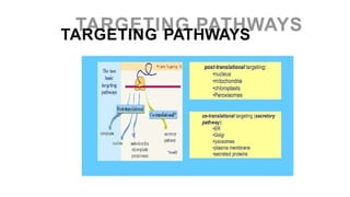 Comprehensive Overview of Protein Targeting Mechanisms in Cells | PPTX