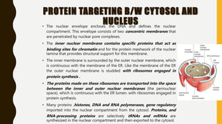 Comprehensive Overview of Protein Targeting Mechanisms in Cells | PDF