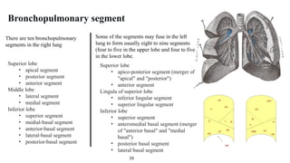 Segment Inferior Anatomy_Respiratory system of human body.pptx