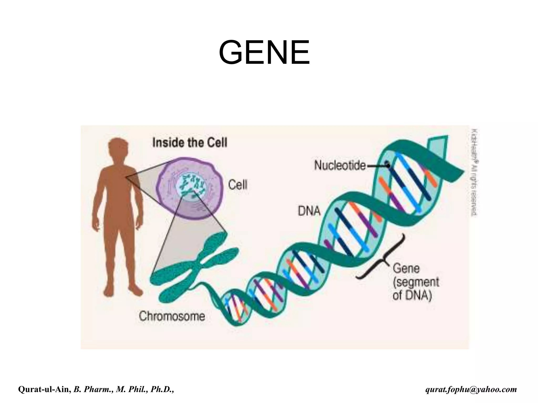 GENE
Qurat-ul-Ain, B. Pharm., M. Phil., Ph.D., qurat.fophu@yahoo.com
 