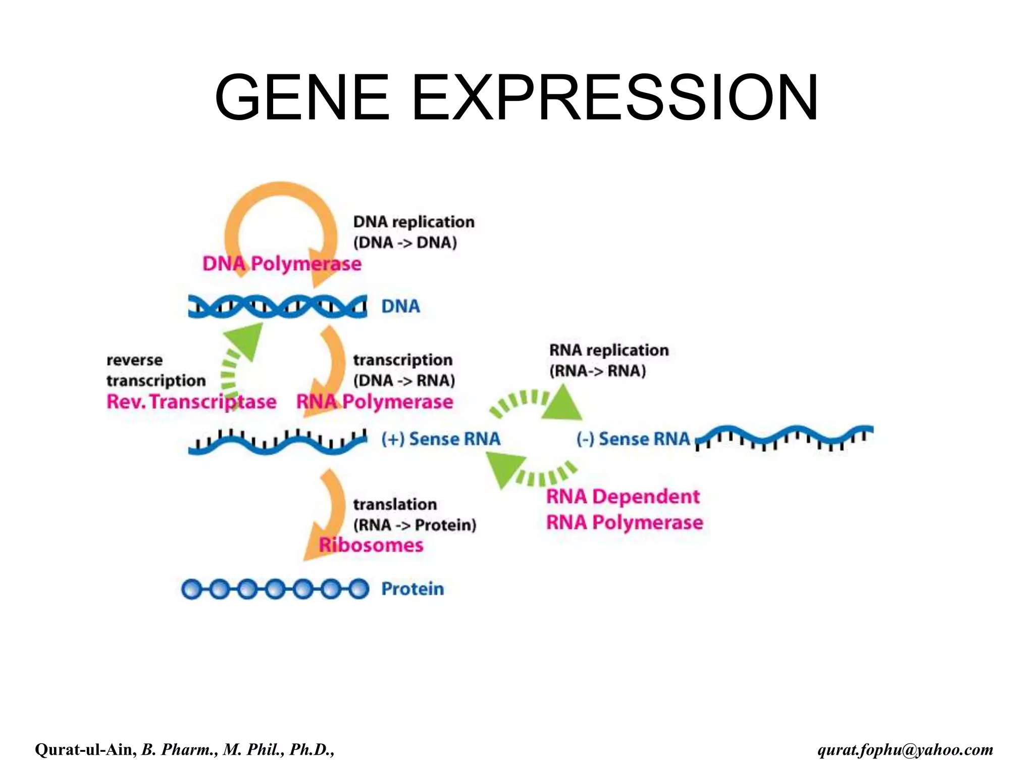 GENE EXPRESSION
Qurat-ul-Ain, B. Pharm., M. Phil., Ph.D., qurat.fophu@yahoo.com
 