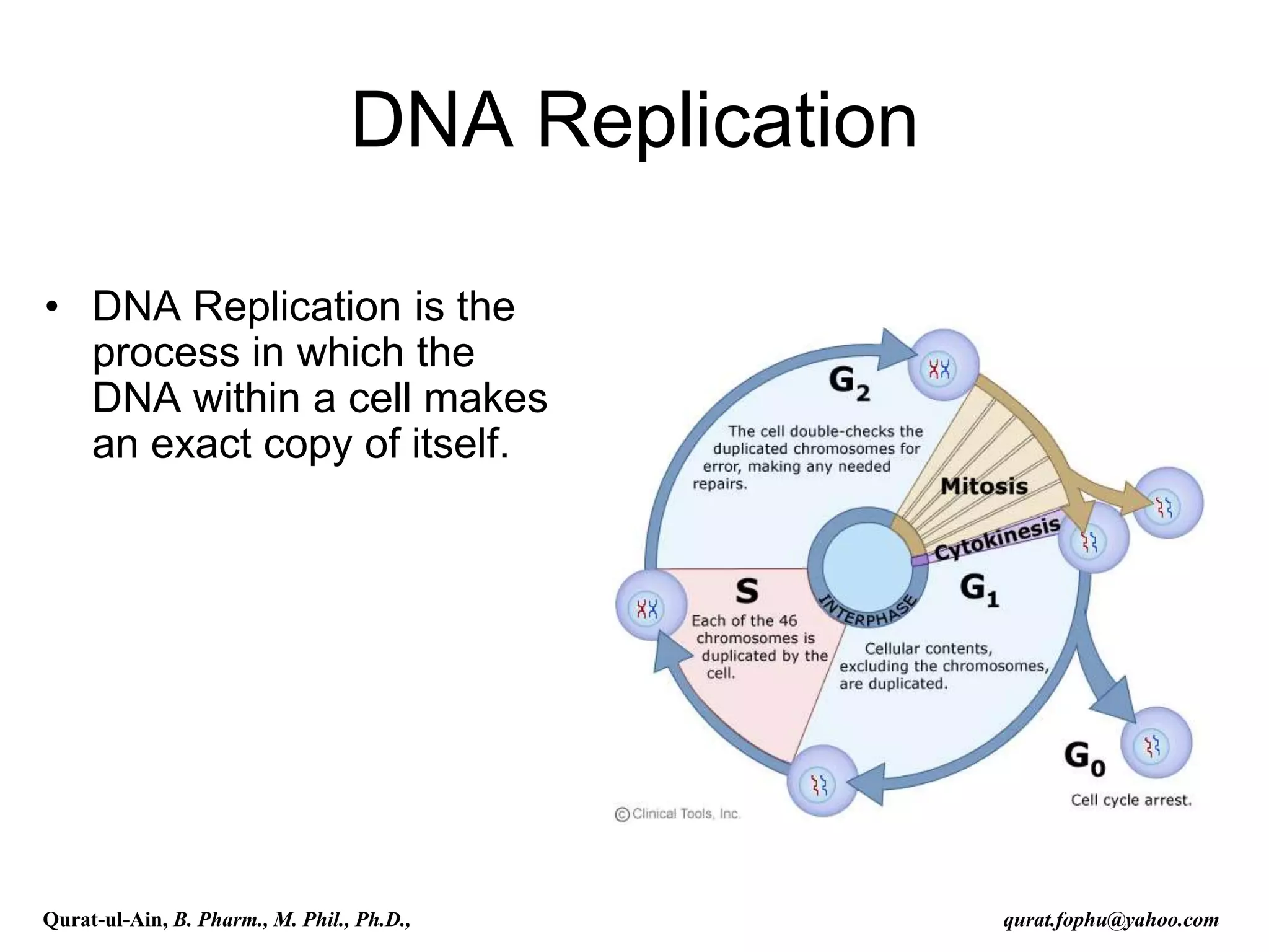 DNA Replication
• DNA Replication is the
process in which the
DNA within a cell makes
an exact copy of itself.
Qurat-ul-Ain, B. Pharm., M. Phil., Ph.D., qurat.fophu@yahoo.com
 