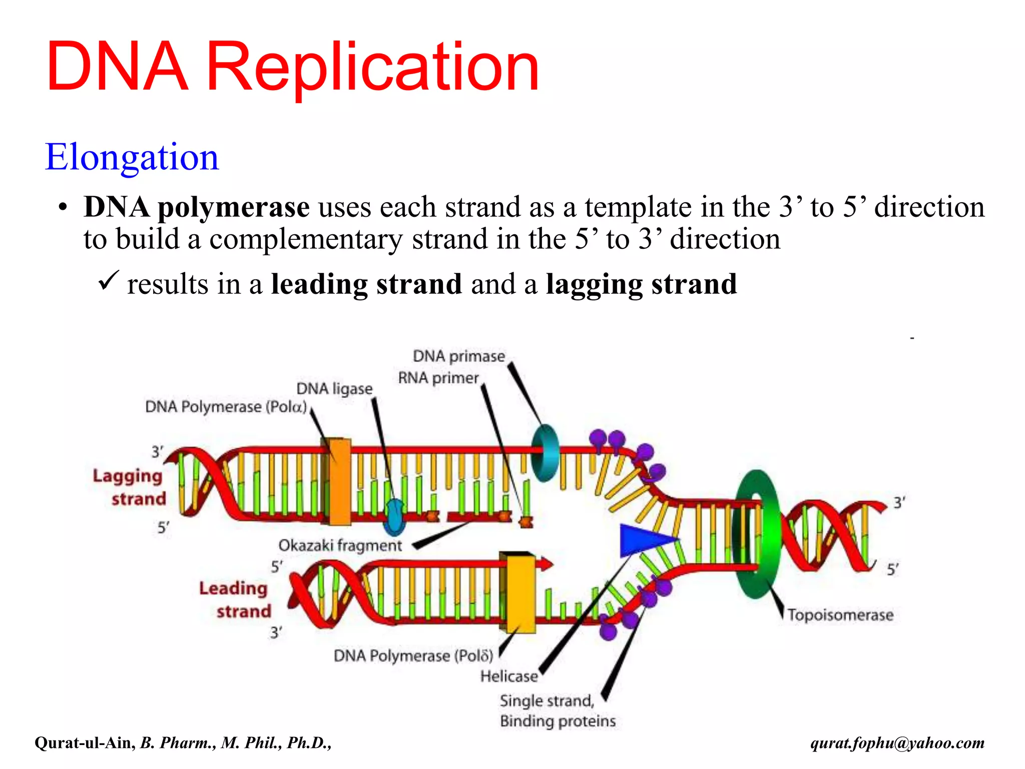 Elongation
• DNA polymerase uses each strand as a template in the 3’ to 5’ direction
to build a complementary strand in the 5’ to 3’ direction
 results in a leading strand and a lagging strand
DNA Replication
Qurat-ul-Ain, B. Pharm., M. Phil., Ph.D., qurat.fophu@yahoo.com
 