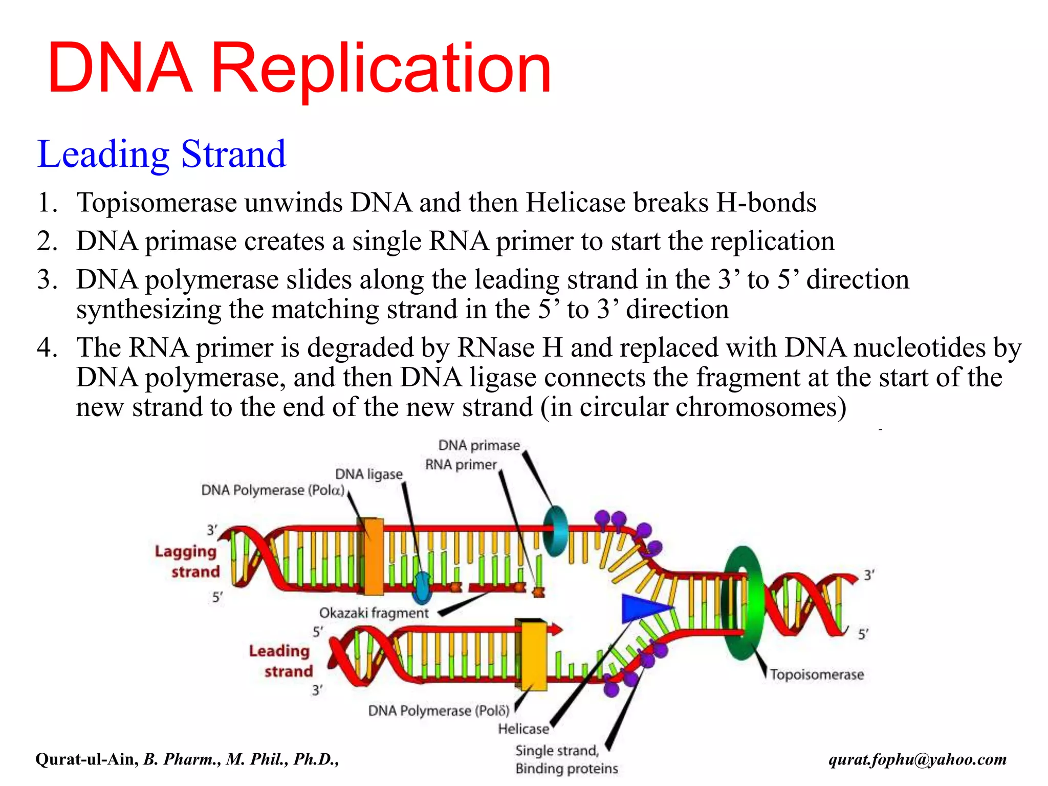 Leading Strand
1. Topisomerase unwinds DNA and then Helicase breaks H-bonds
2. DNA primase creates a single RNA primer to start the replication
3. DNA polymerase slides along the leading strand in the 3’ to 5’ direction
synthesizing the matching strand in the 5’ to 3’ direction
4. The RNA primer is degraded by RNase H and replaced with DNA nucleotides by
DNA polymerase, and then DNA ligase connects the fragment at the start of the
new strand to the end of the new strand (in circular chromosomes)
DNA Replication
Qurat-ul-Ain, B. Pharm., M. Phil., Ph.D., qurat.fophu@yahoo.com
 
