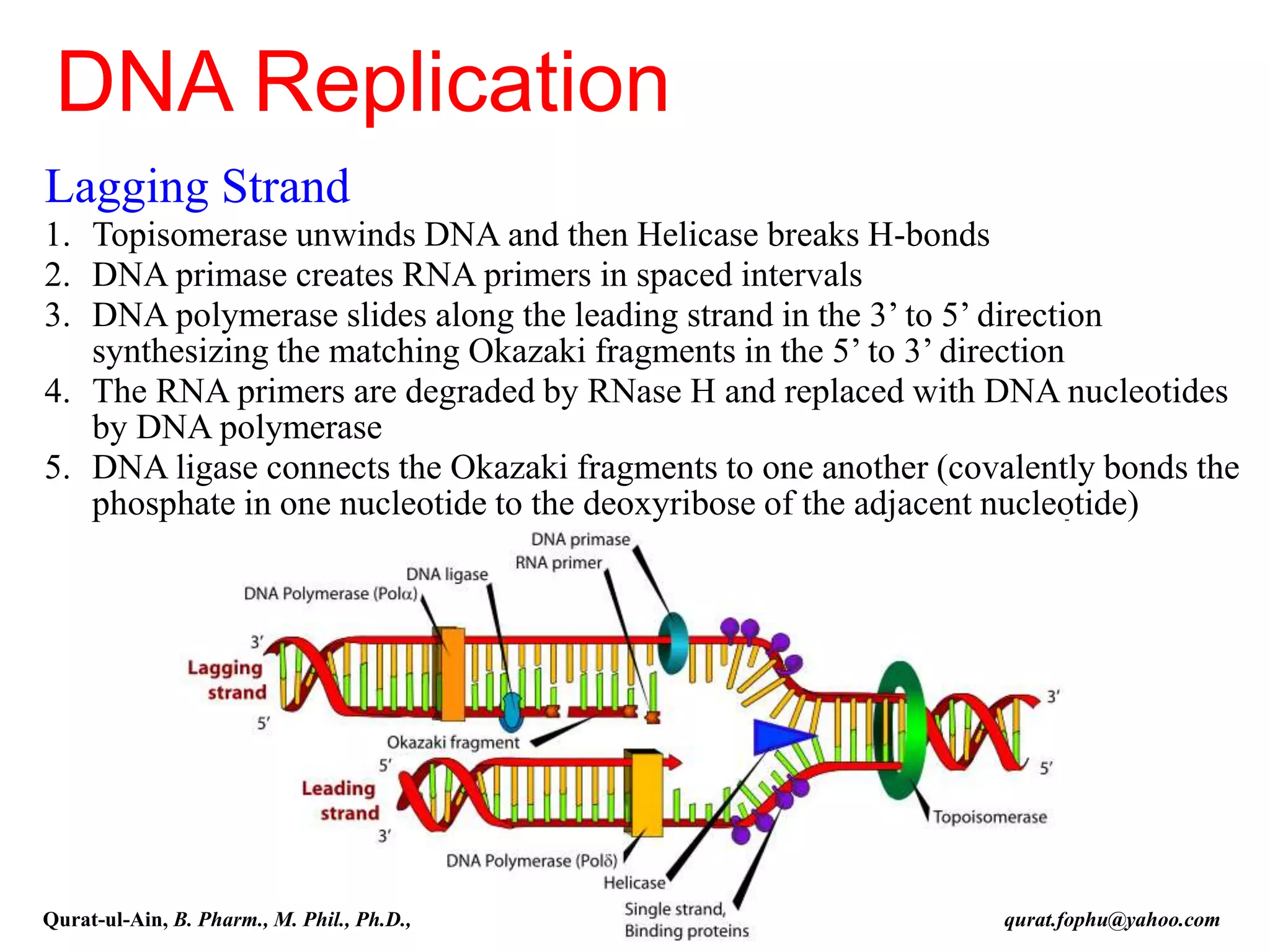 Lagging Strand
1. Topisomerase unwinds DNA and then Helicase breaks H-bonds
2. DNA primase creates RNA primers in spaced intervals
3. DNA polymerase slides along the leading strand in the 3’ to 5’ direction
synthesizing the matching Okazaki fragments in the 5’ to 3’ direction
4. The RNA primers are degraded by RNase H and replaced with DNA nucleotides
by DNA polymerase
5. DNA ligase connects the Okazaki fragments to one another (covalently bonds the
phosphate in one nucleotide to the deoxyribose of the adjacent nucleotide)
DNA Replication
Qurat-ul-Ain, B. Pharm., M. Phil., Ph.D., qurat.fophu@yahoo.com
 
