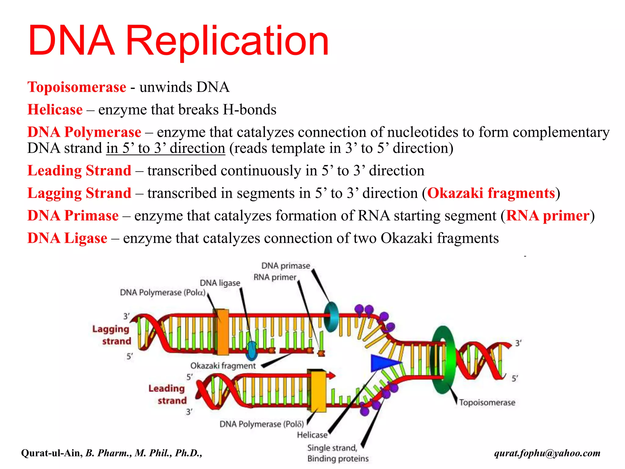 Topoisomerase - unwinds DNA
Helicase – enzyme that breaks H-bonds
DNA Polymerase – enzyme that catalyzes connection of nucleotides to form complementary
DNA strand in 5’ to 3’ direction (reads template in 3’ to 5’ direction)
Leading Strand – transcribed continuously in 5’ to 3’ direction
Lagging Strand – transcribed in segments in 5’ to 3’ direction (Okazaki fragments)
DNA Primase – enzyme that catalyzes formation of RNA starting segment (RNA primer)
DNA Ligase – enzyme that catalyzes connection of two Okazaki fragments
DNA Replication
Qurat-ul-Ain, B. Pharm., M. Phil., Ph.D., qurat.fophu@yahoo.com
 