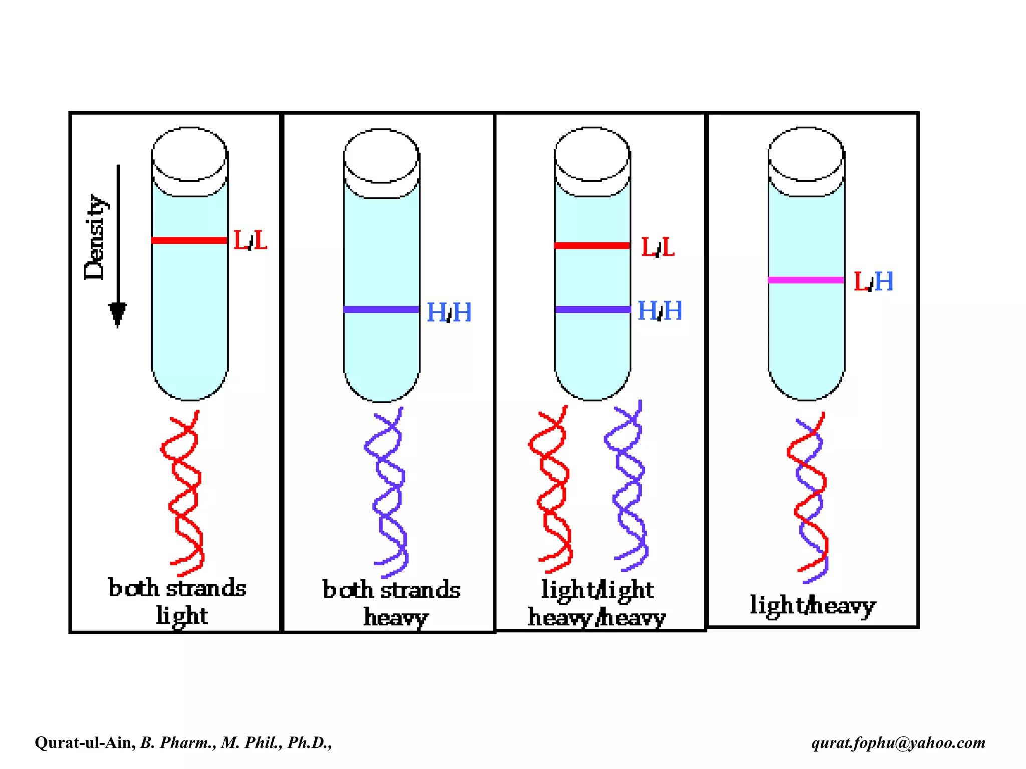 Qurat-ul-Ain, B. Pharm., M. Phil., Ph.D., qurat.fophu@yahoo.com
 