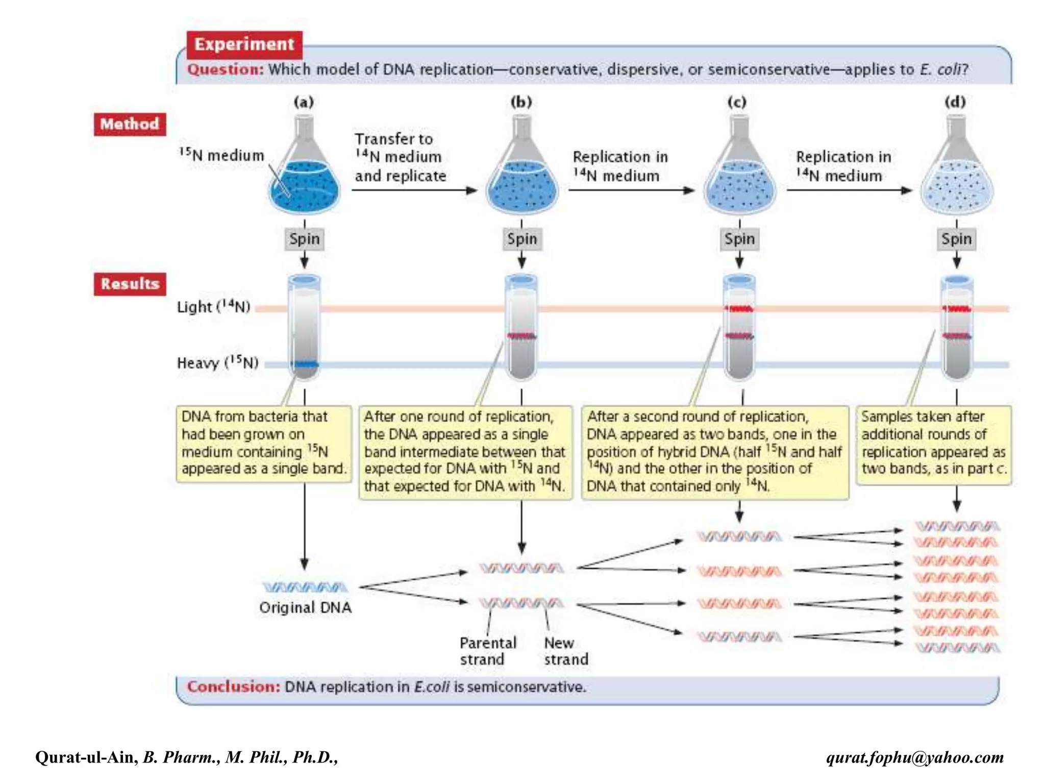 Qurat-ul-Ain, B. Pharm., M. Phil., Ph.D., qurat.fophu@yahoo.com
 