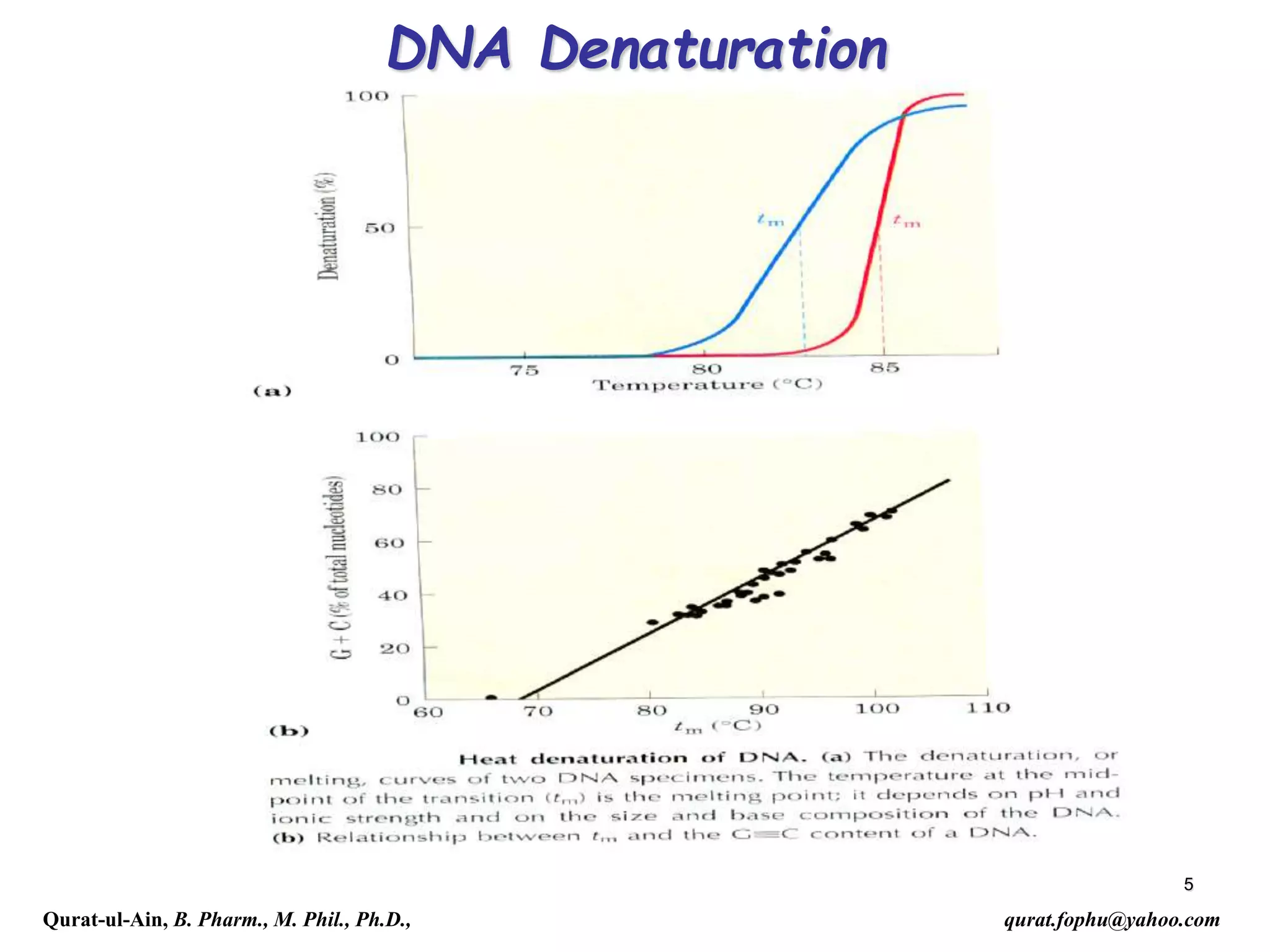 5
DNA Denaturation
Qurat-ul-Ain, B. Pharm., M. Phil., Ph.D., qurat.fophu@yahoo.com
 