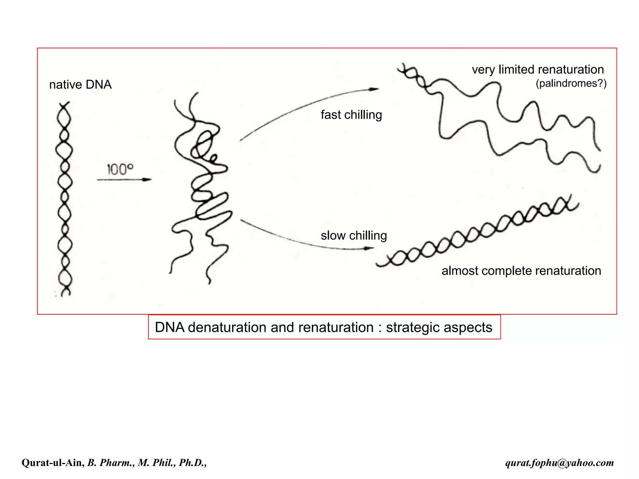 DNA denaturation and renaturation : strategic aspects
native DNA
fast chilling
slow chilling
very limited renaturation
(palindromes?)
almost complete renaturation
Qurat-ul-Ain, B. Pharm., M. Phil., Ph.D., qurat.fophu@yahoo.com
 