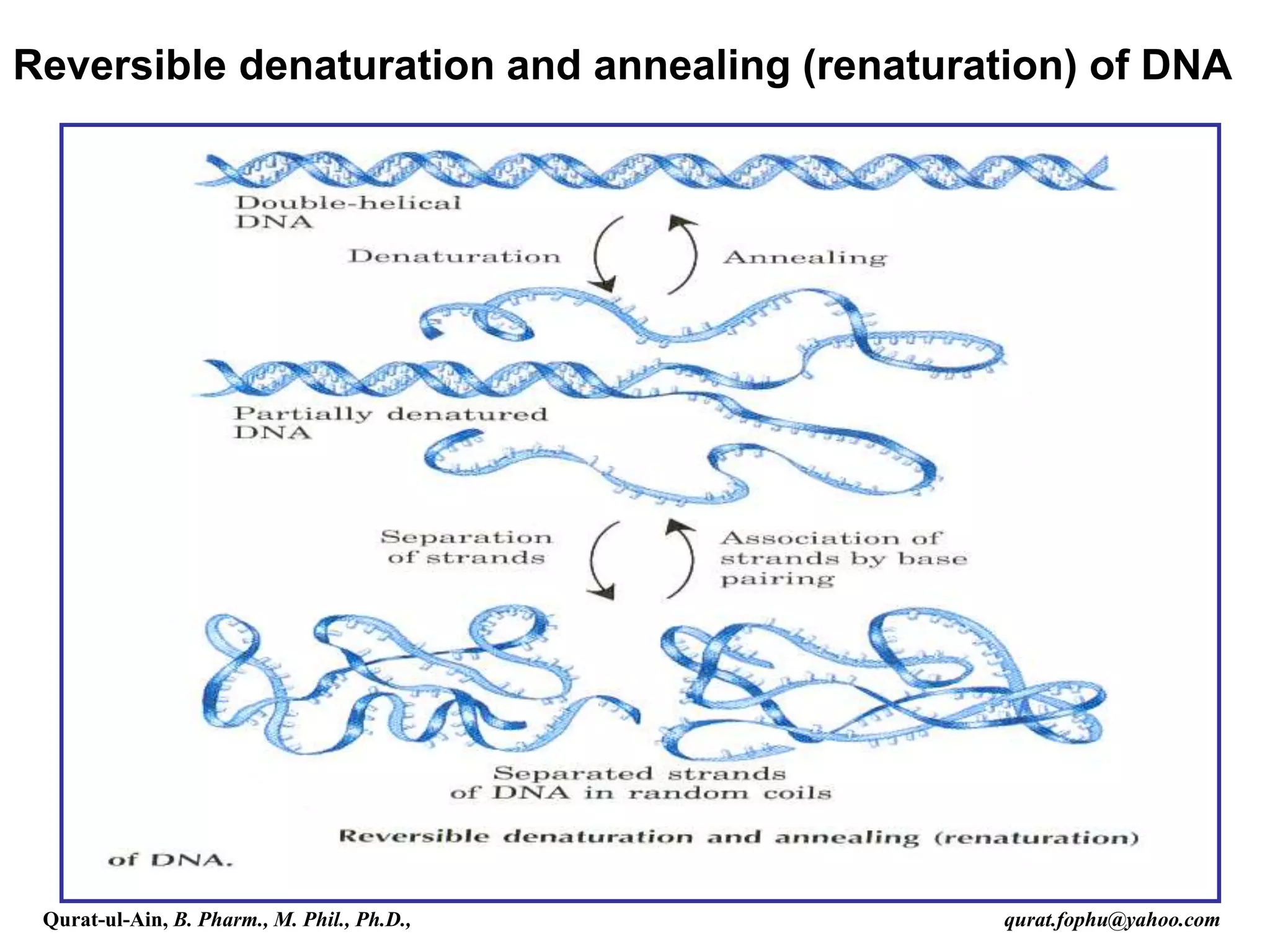 9
Reversible denaturation and annealing (renaturation) of DNA
Qurat-ul-Ain, B. Pharm., M. Phil., Ph.D., qurat.fophu@yahoo.com
 