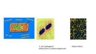 Comprehensive Classification and Morphology of Plant Pathogenic ...
