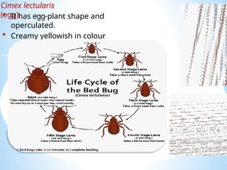 Operculated Shape Comprehensive Overview of Myiasis and Flea Infestations: Classification ...