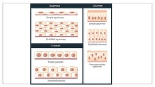 Comprehensive Overview of Human Body Tissues and Membranes | PPTX