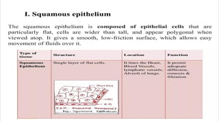 Comprehensive Overview of Human Body Tissues and Membranes | PPTX