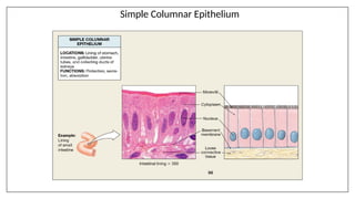 Comprehensive Overview of Human Body Tissues and Membranes | PPTX
